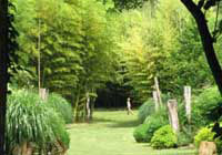 Le parc aux bambous de Lapenne